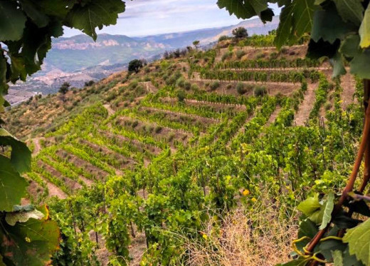 Mas Martinet, winemaker from Priorat